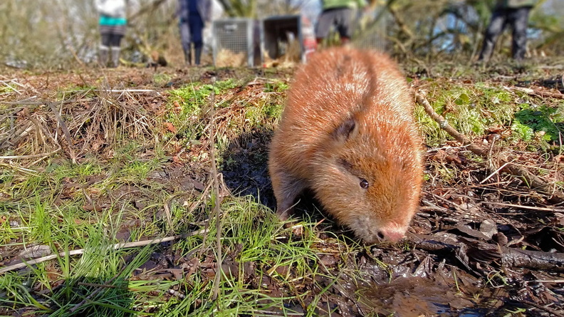 Beaver, Dorset, England, UK